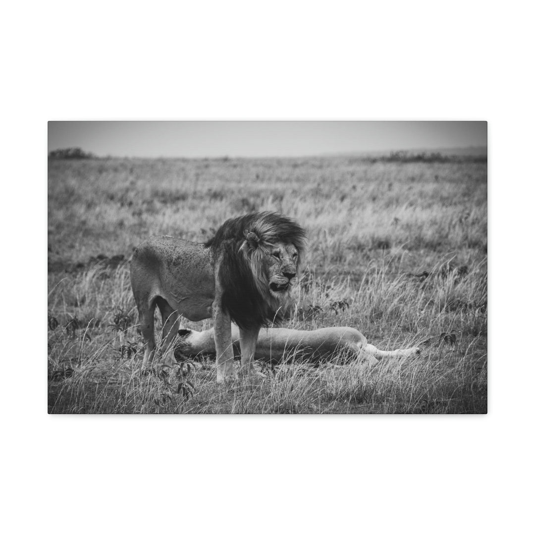 Mating Lions in Black and White - Canvas