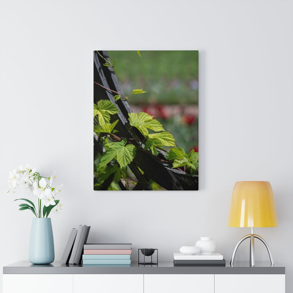 Ivy-Covered Fence - Canvas