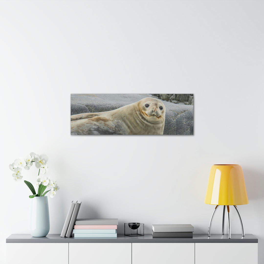 Weddell Smile - Canvas