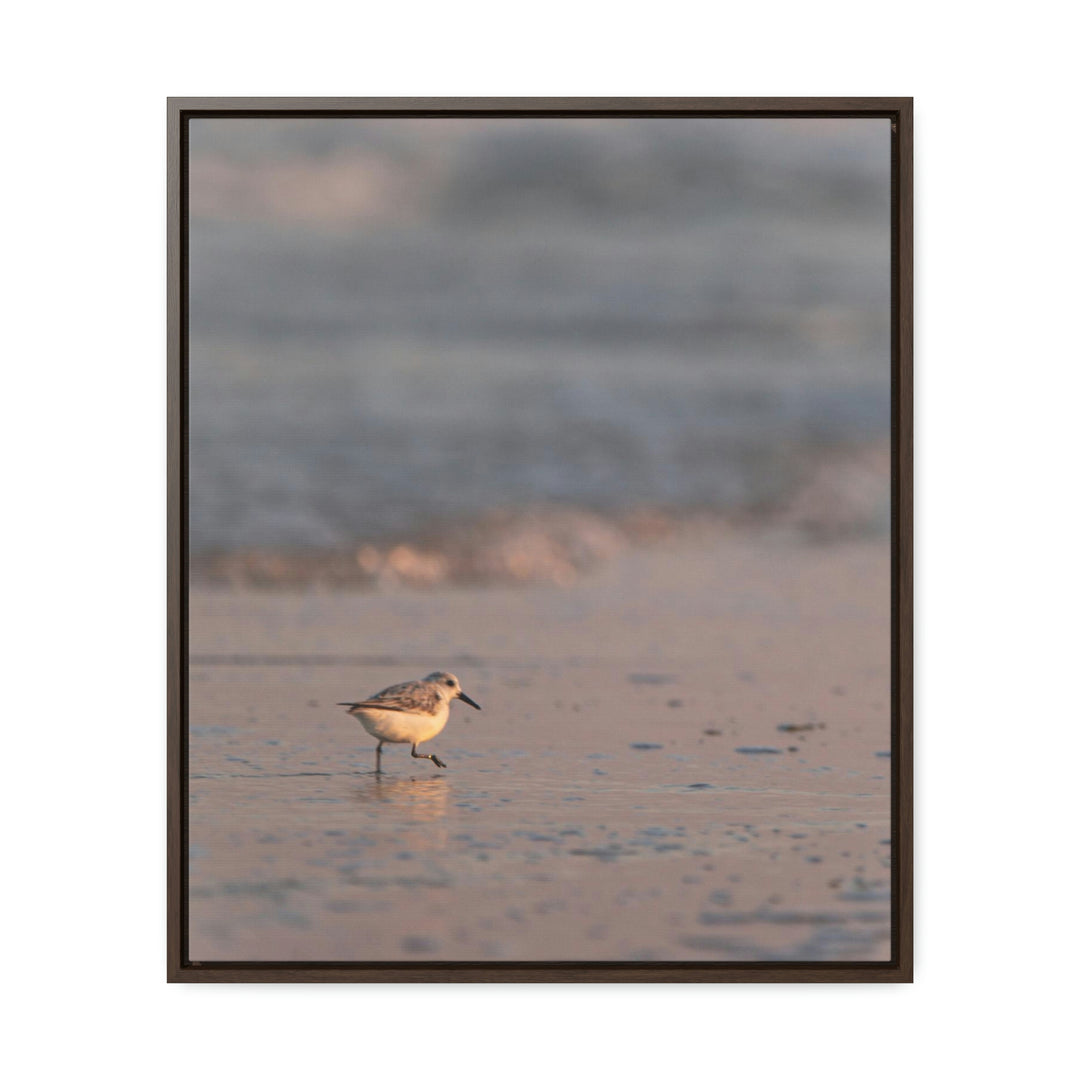 Sanderling in Soft Dusk Light - Canvas with Frame