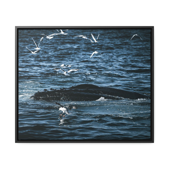 Humpback Hello - Canvas with Frame