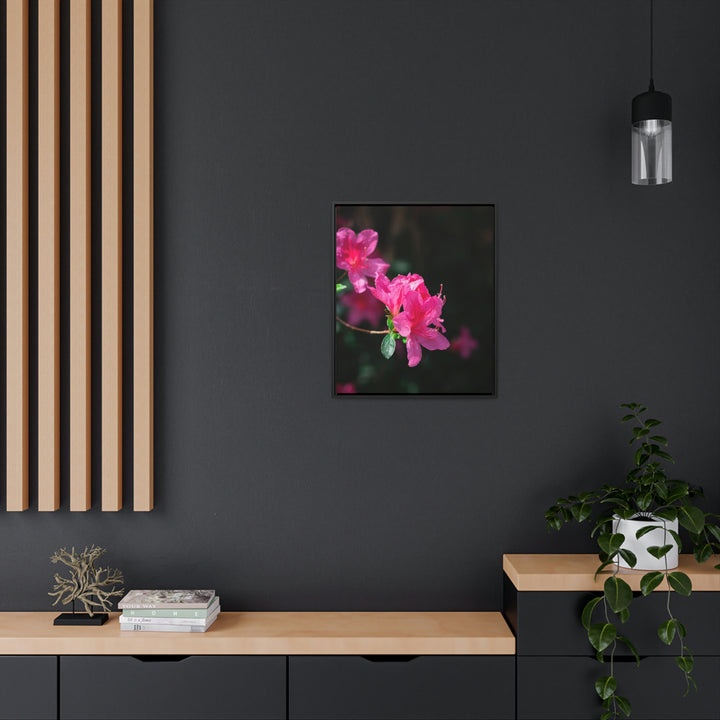 Standout Azalea - Canvas with Frame - Visiting This World