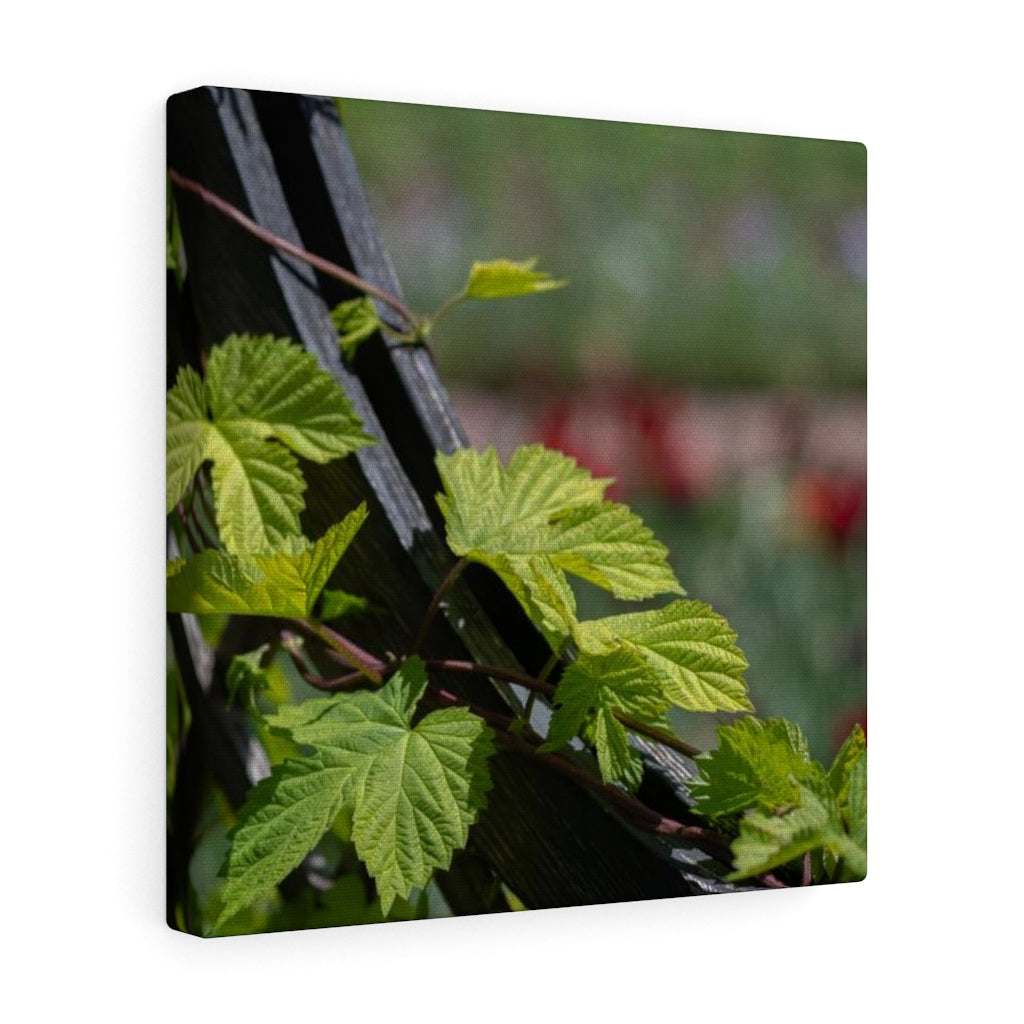 Ivy-Covered Fence - Canvas