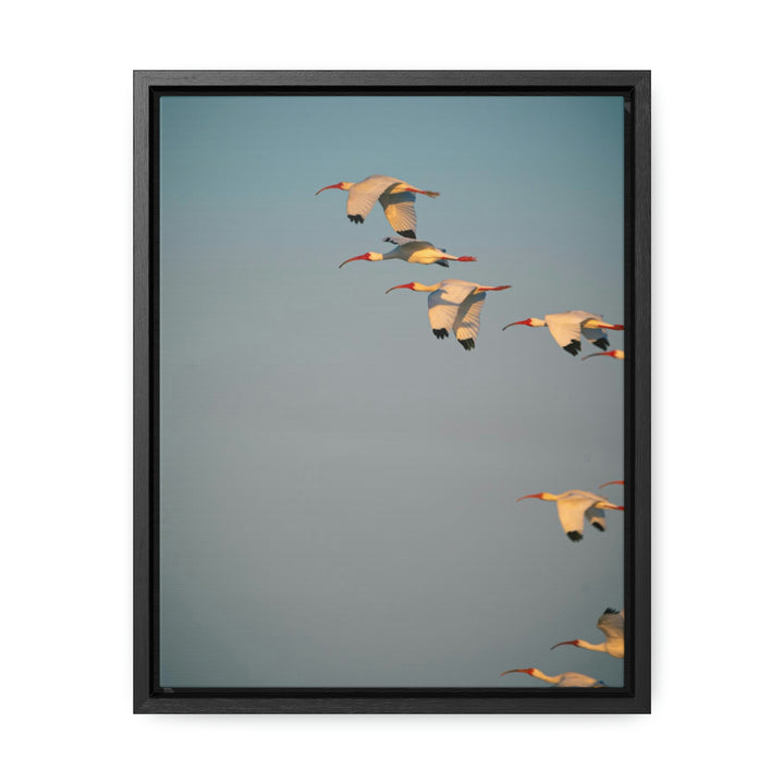 White Ibis in Flight - Canvas with Frame