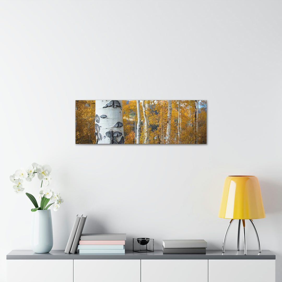 Aspens Changing - Canvas