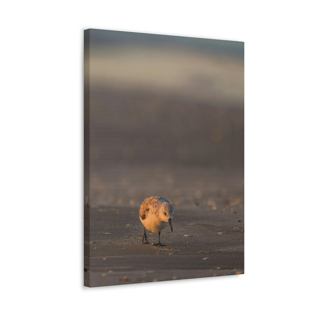 Feeding Sanderling - Canvas