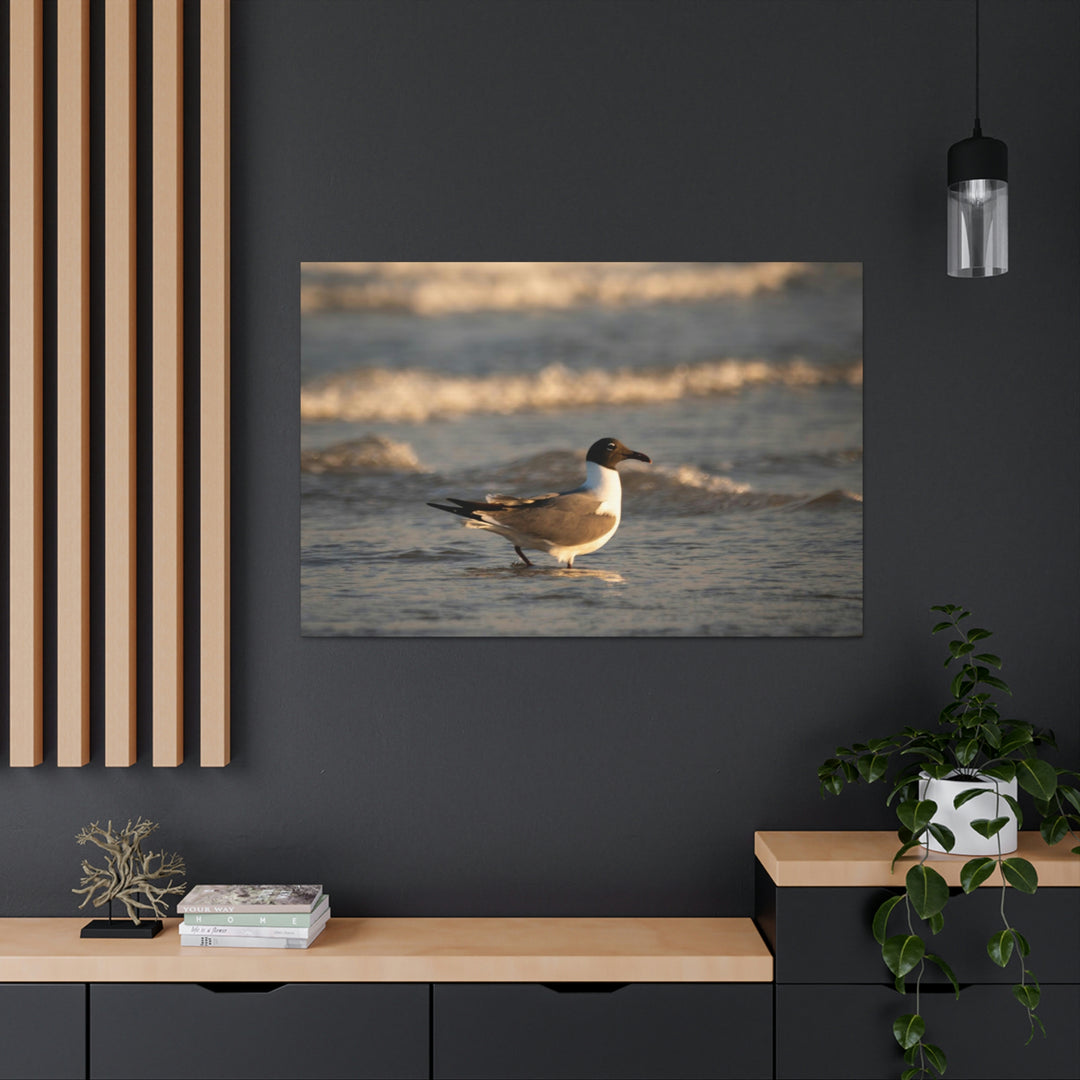 Laughing Gull in the Surf - Canvas