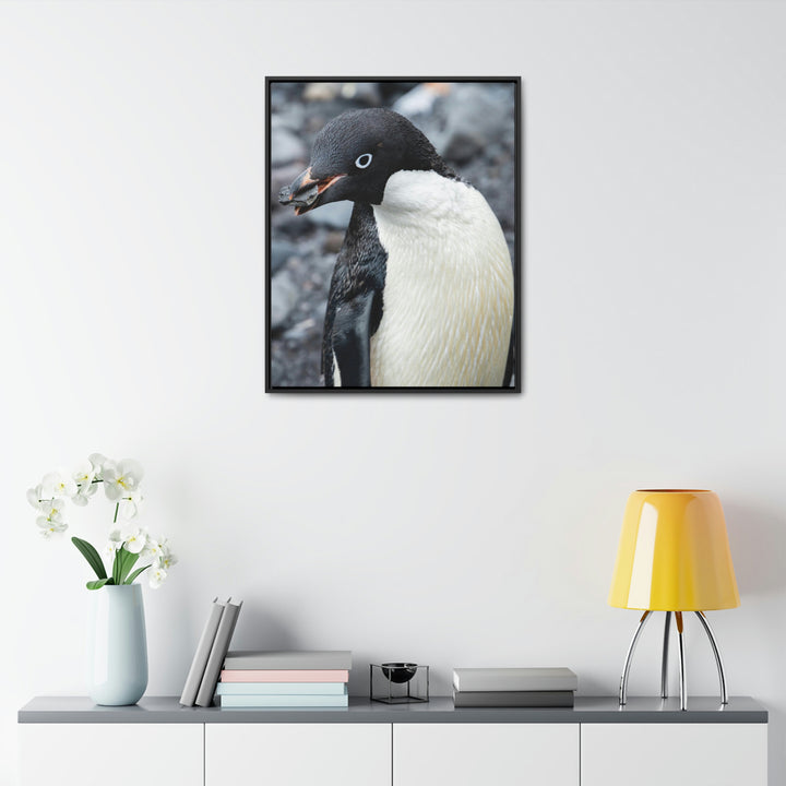 A Penguin's Pebble - Canvas with Frame