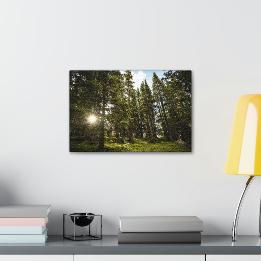 Forest Light - Canvas