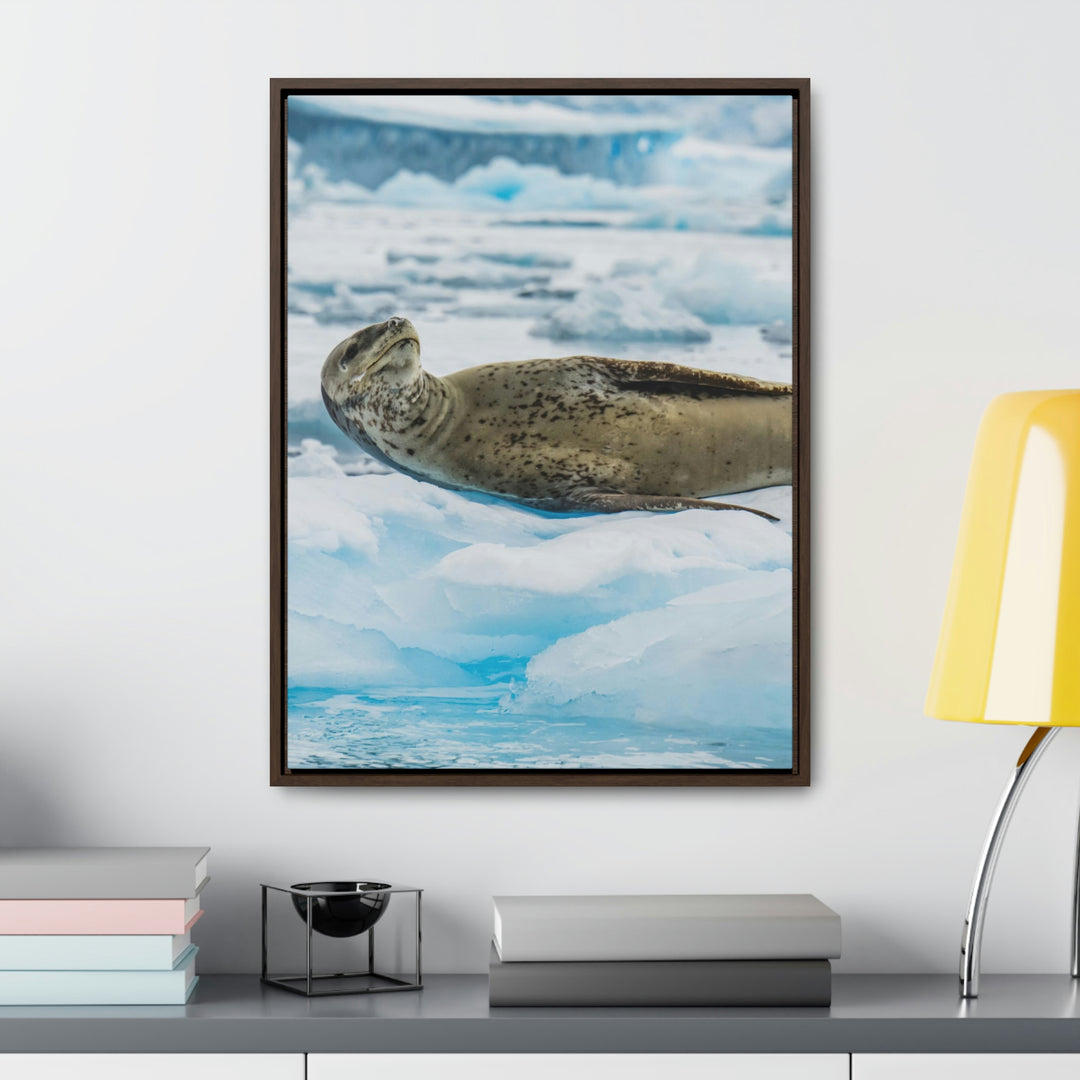 Leopard Seal Relaxing - Canvas with Frame