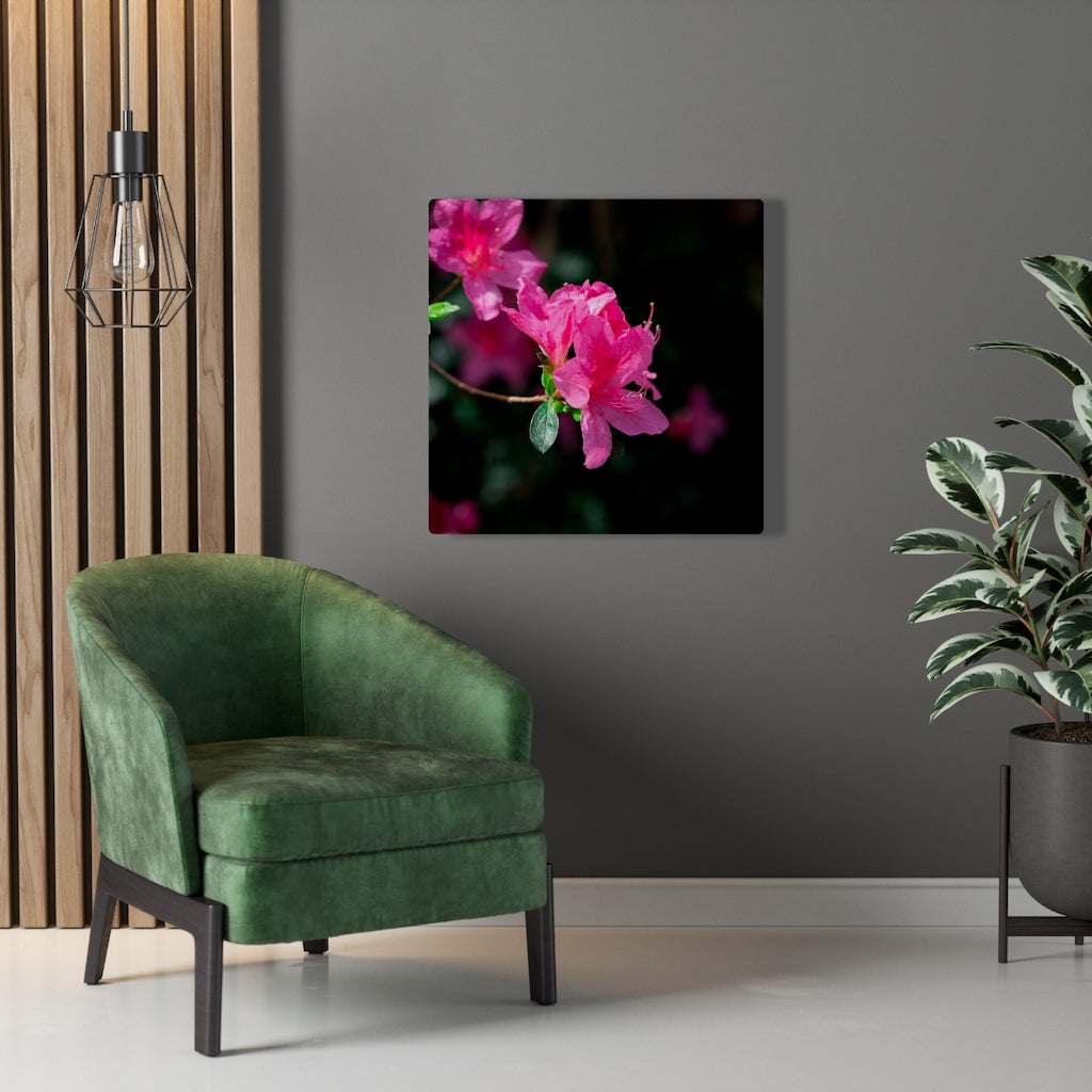 Standout Azalea - Canvas