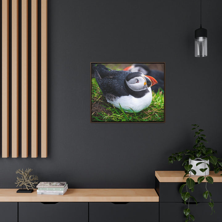 Resting Puffin - Canvas with Frame