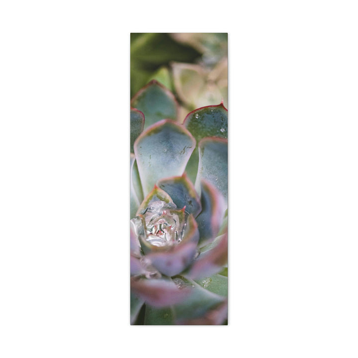 Stunning Succulent - Canvas