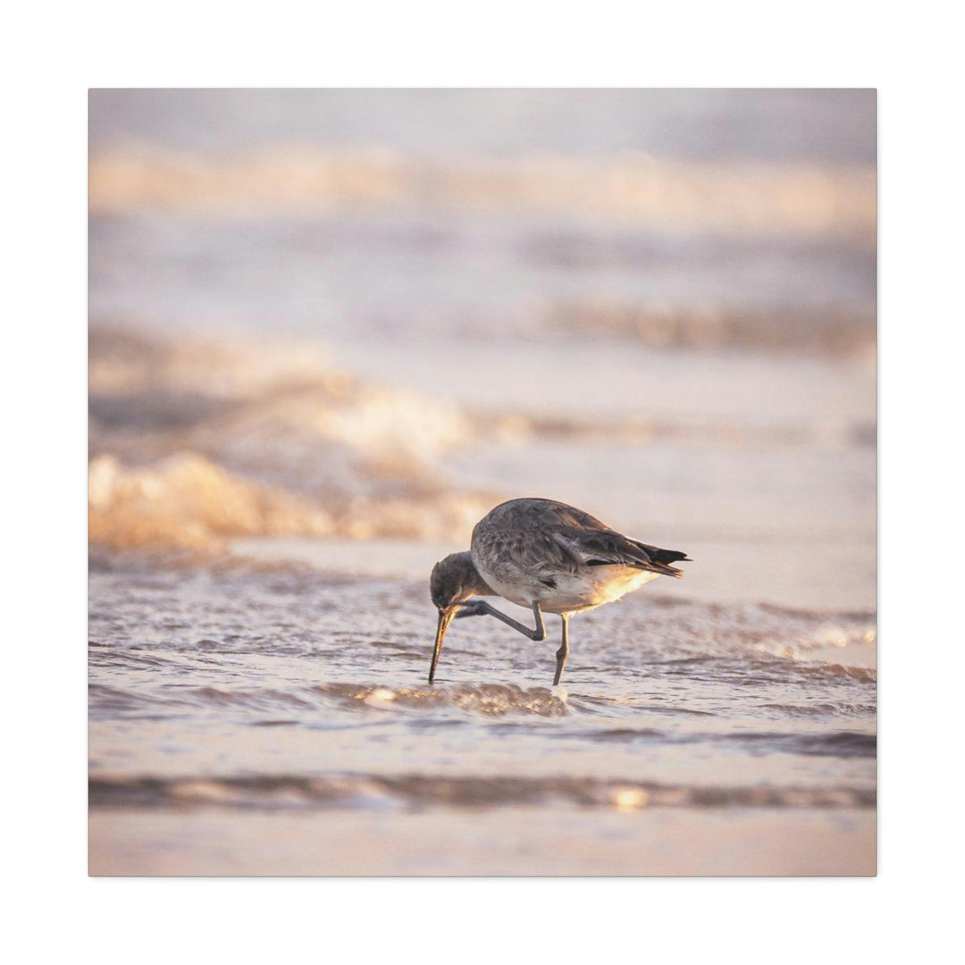 Willet Itch - Canvas