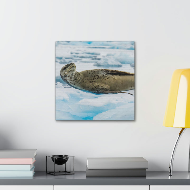 Leopard Seal Relaxing - Canvas