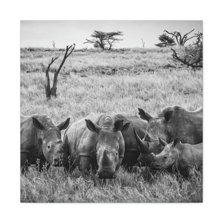 Rhino Family in Black and White - Canvas