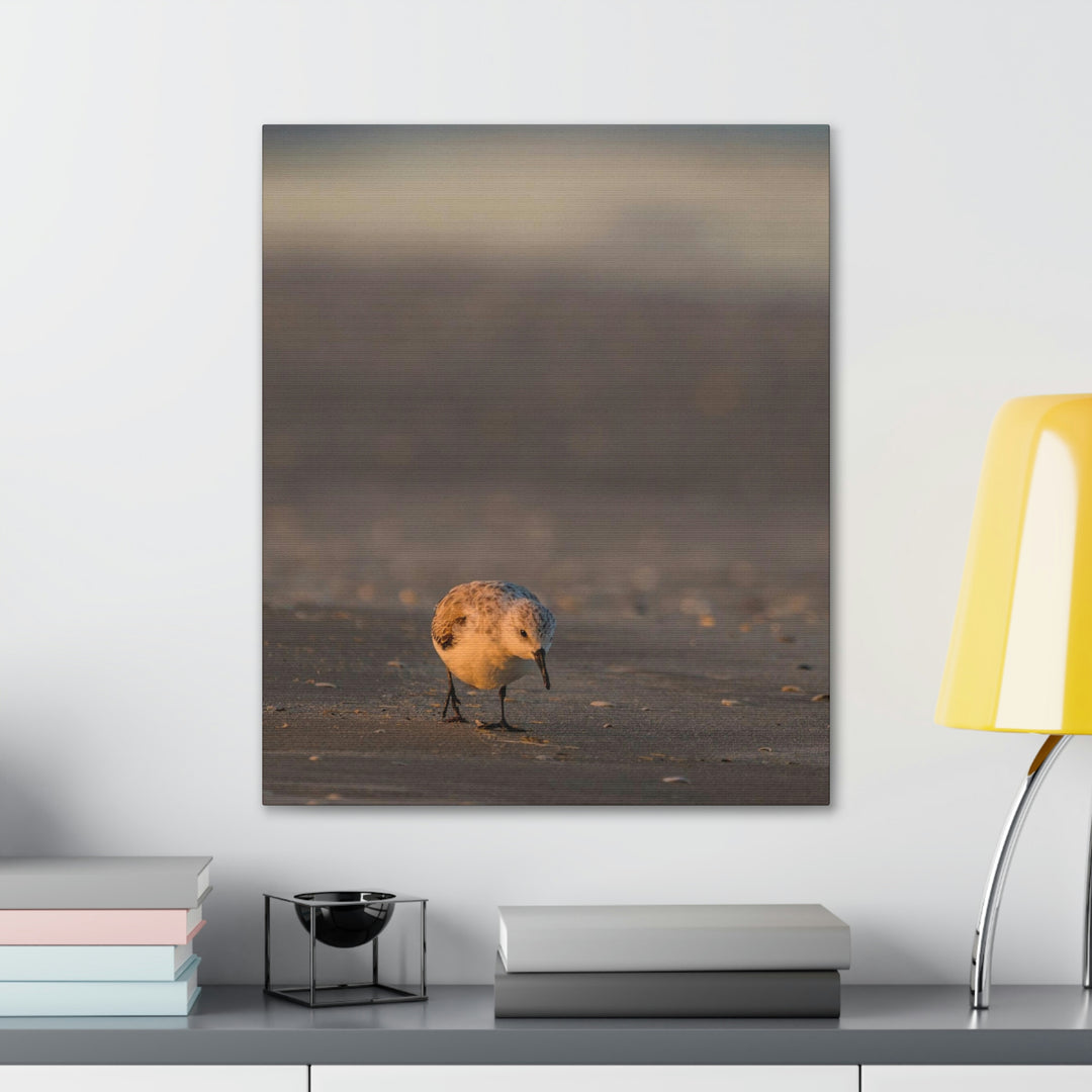 Feeding Sanderling - Canvas