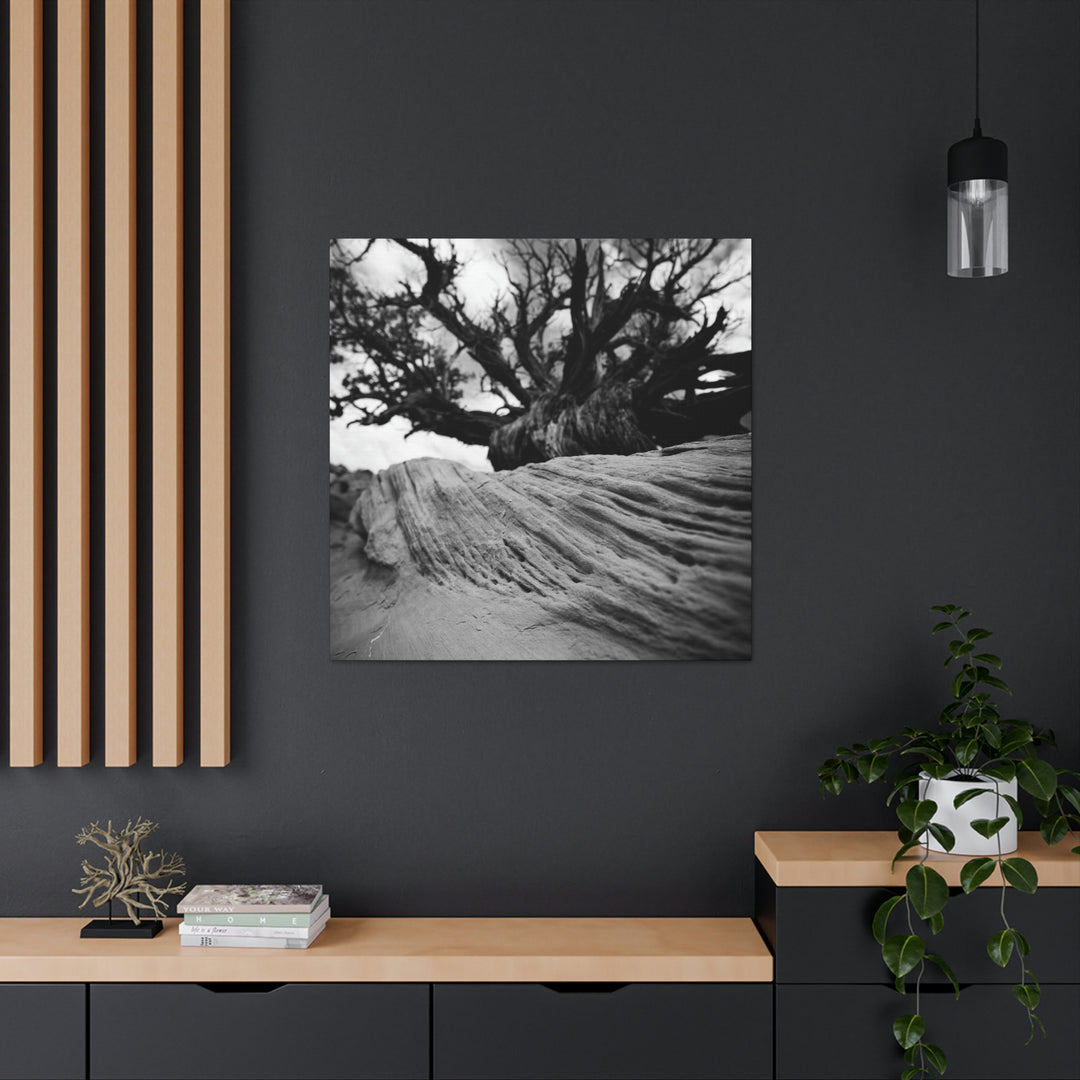 Desert Reach in Black and White - Canvas