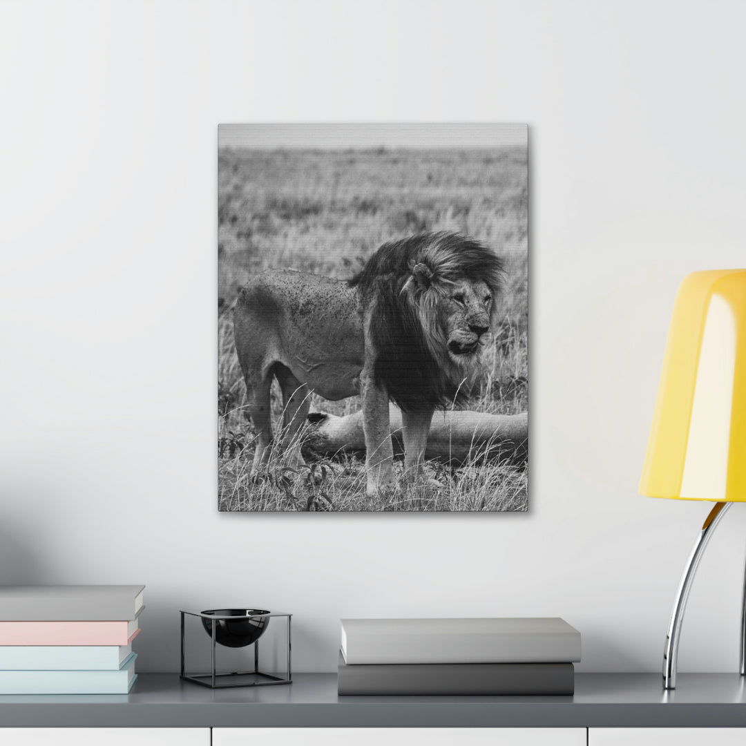 Mating Lions in Black and White - Canvas