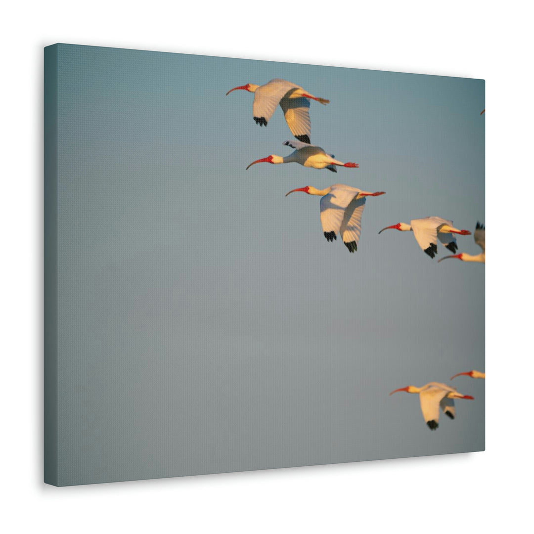 White Ibis in Flight - Canvas