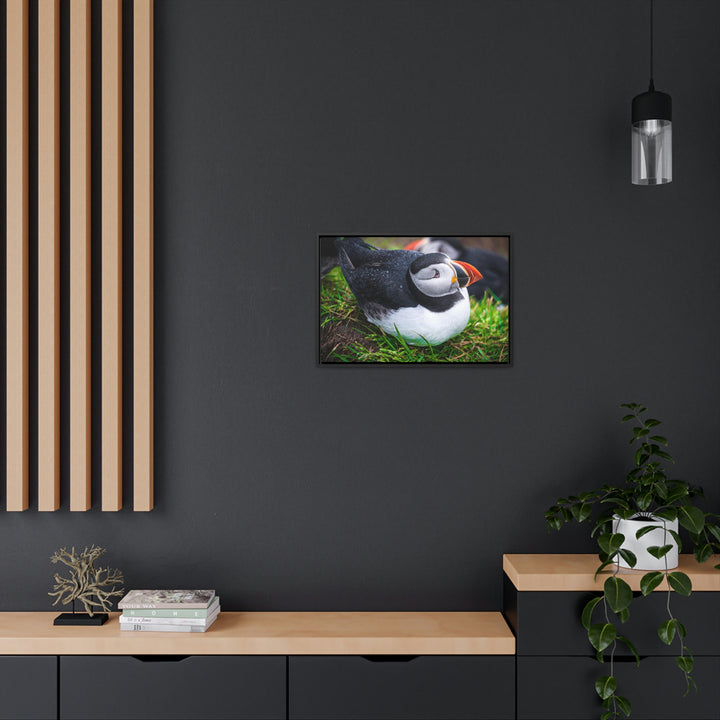 Resting Puffin - Canvas with Frame