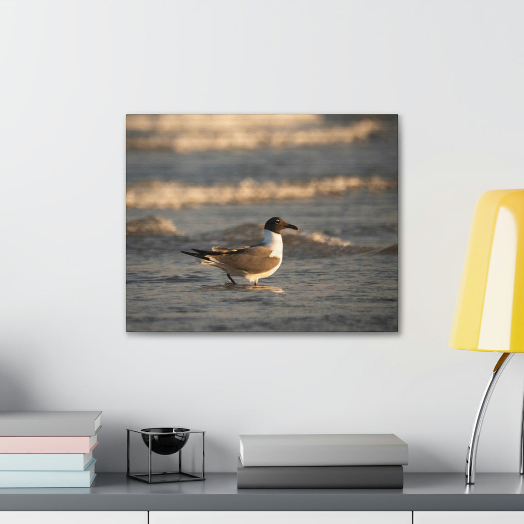 Laughing Gull in the Surf - Canvas