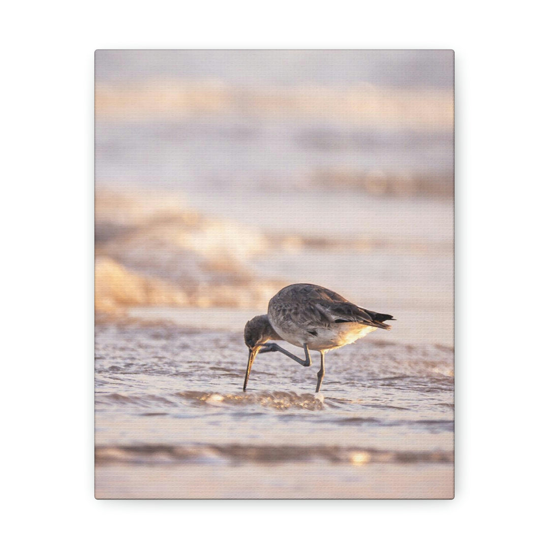 Willet Itch - Canvas