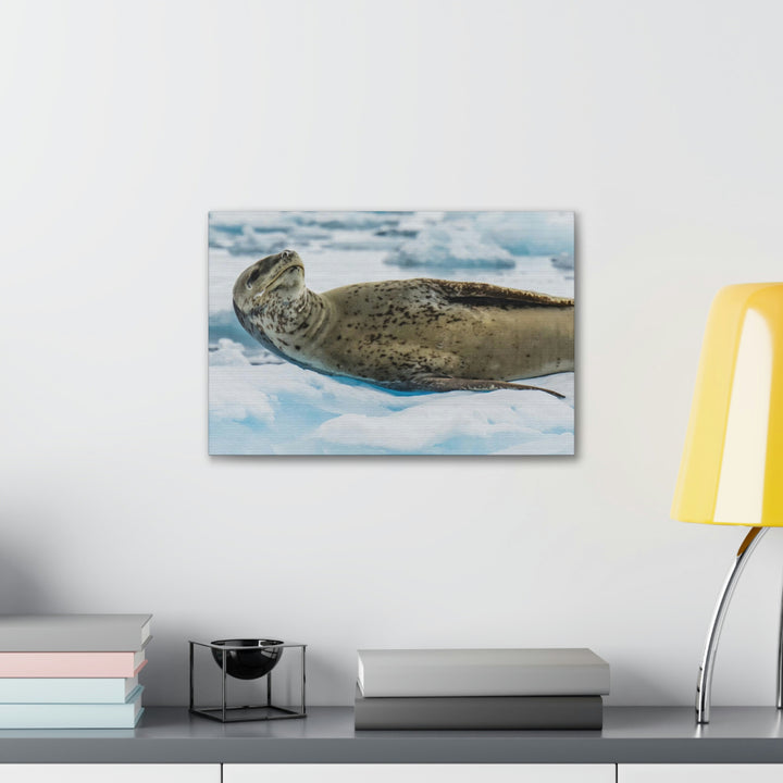 Leopard Seal Relaxing - Canvas