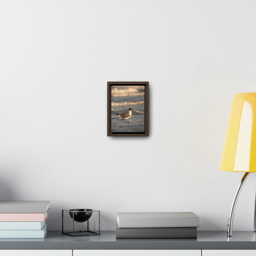 Laughing Gull in the Surf - Canvas with Frame