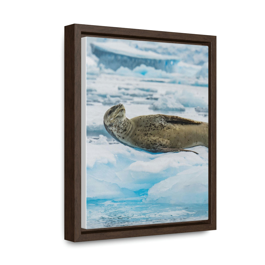 Leopard Seal Relaxing - Canvas with Frame