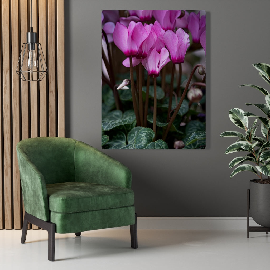 Cyclamen Reach - Canvas