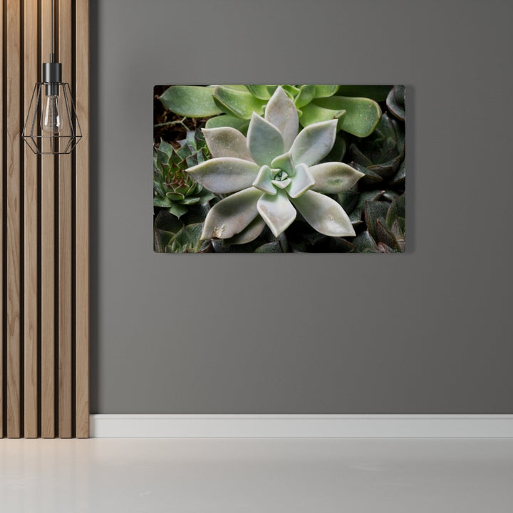 Succulent - Array - Canvas