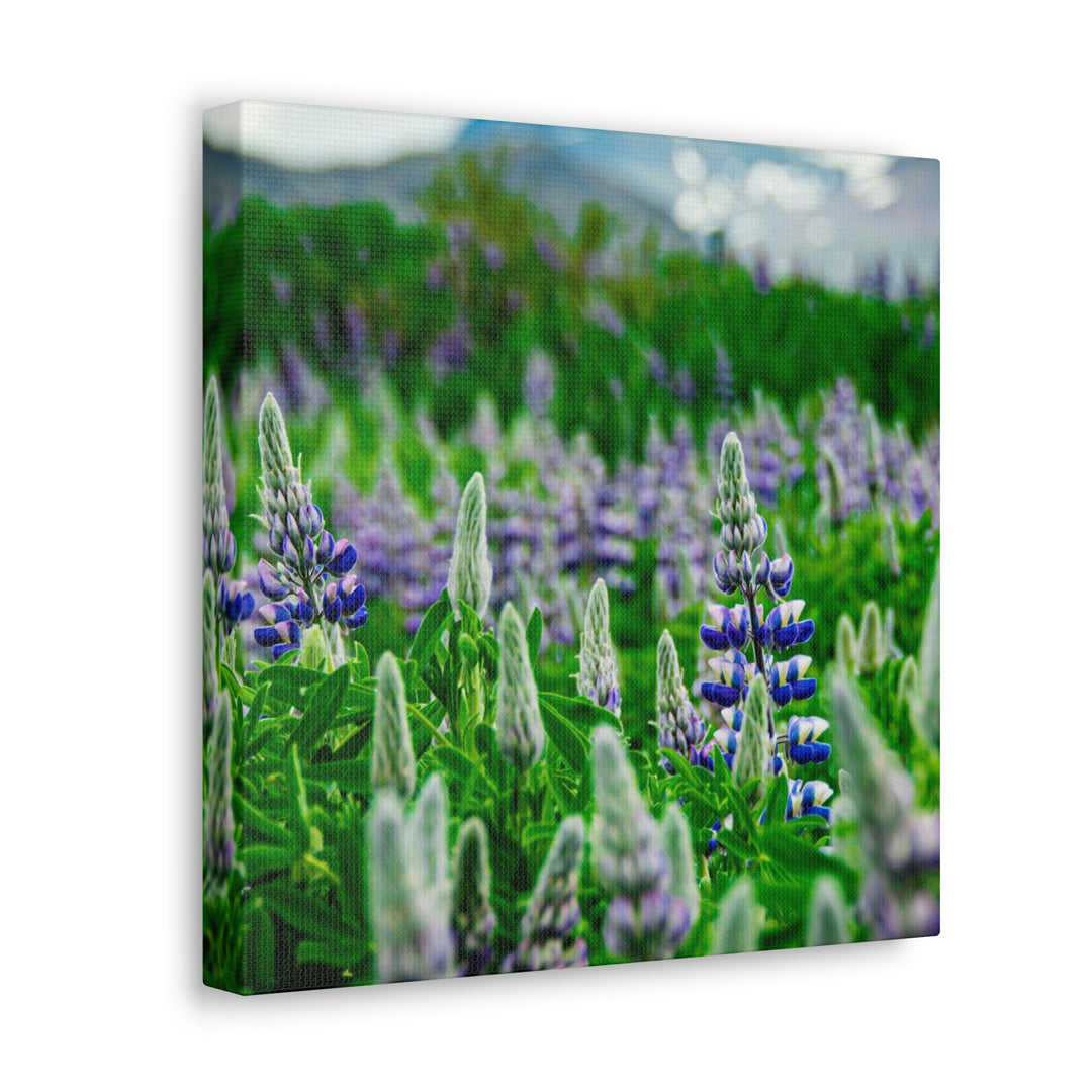 Glowing Lupin with Mountains - Canvas