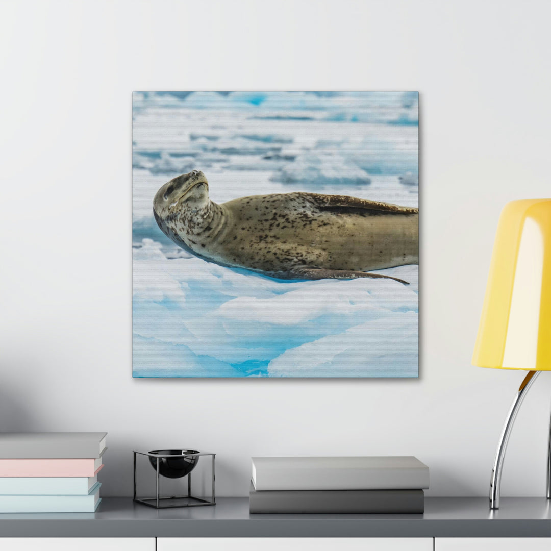 Leopard Seal Relaxing - Canvas