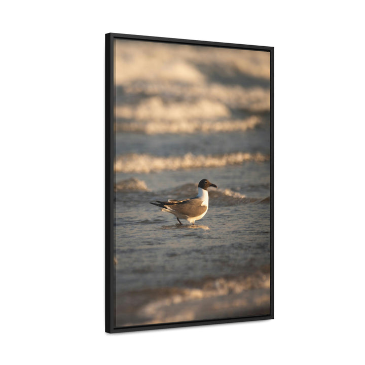 Laughing Gull in the Surf - Canvas with Frame