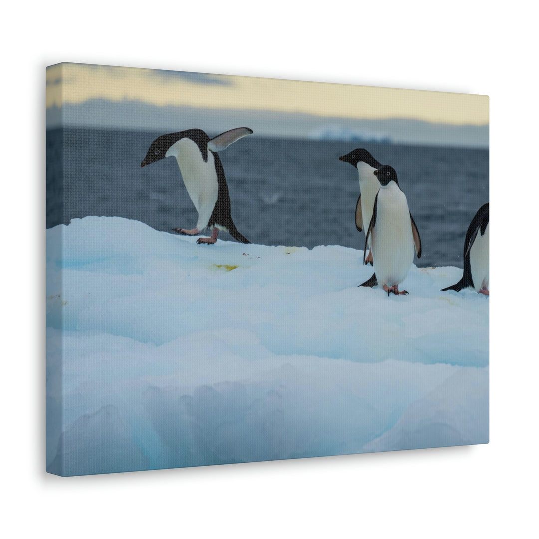 Penguin Dance - Canvas