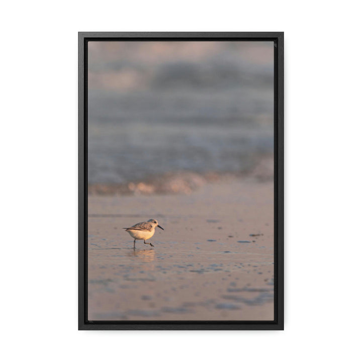 Sanderling in Soft Dusk Light - Canvas with Frame