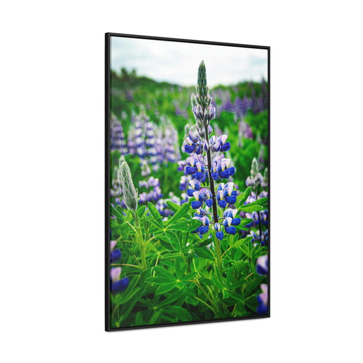 Glowing Lupin - Canvas with Frame