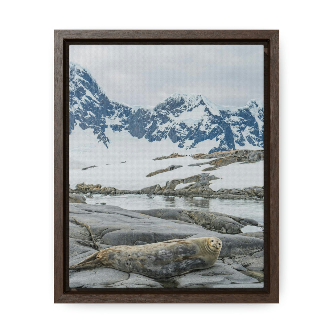 Weddell Relaxing - Canvas with Frame