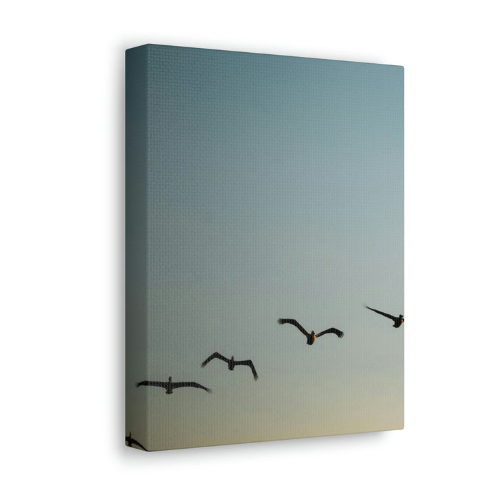 Brown Pelicans in Flight - Canvas