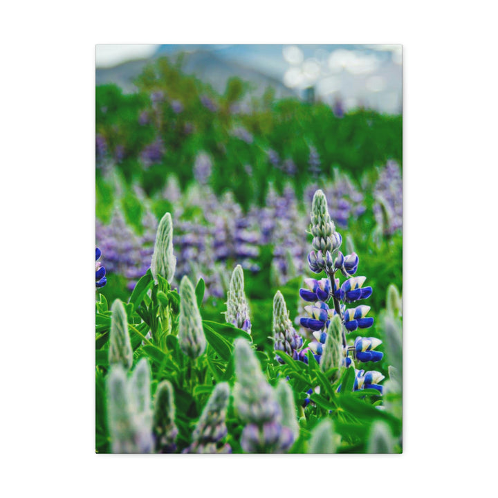 Glowing Lupin with Mountains - Canvas