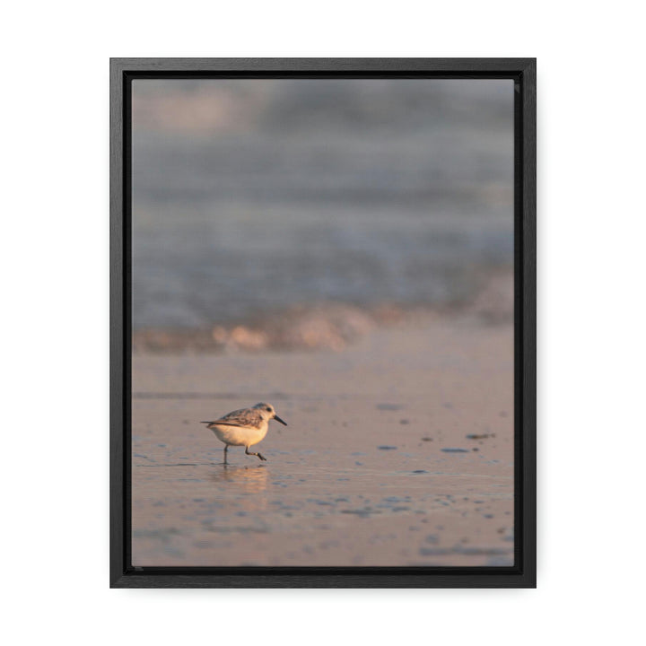 Sanderling in Soft Dusk Light - Canvas with Frame