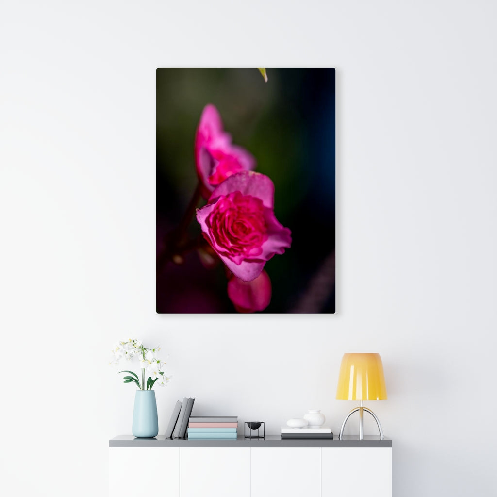 Hybrid Tea Lily - Canvas