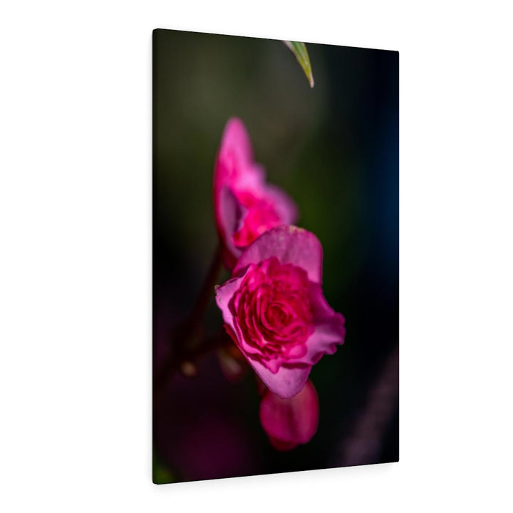 Hybrid Tea Lily - Canvas