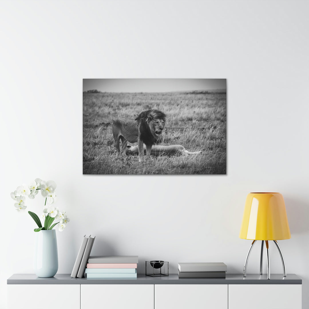 Mating Lions in Black and White - Canvas