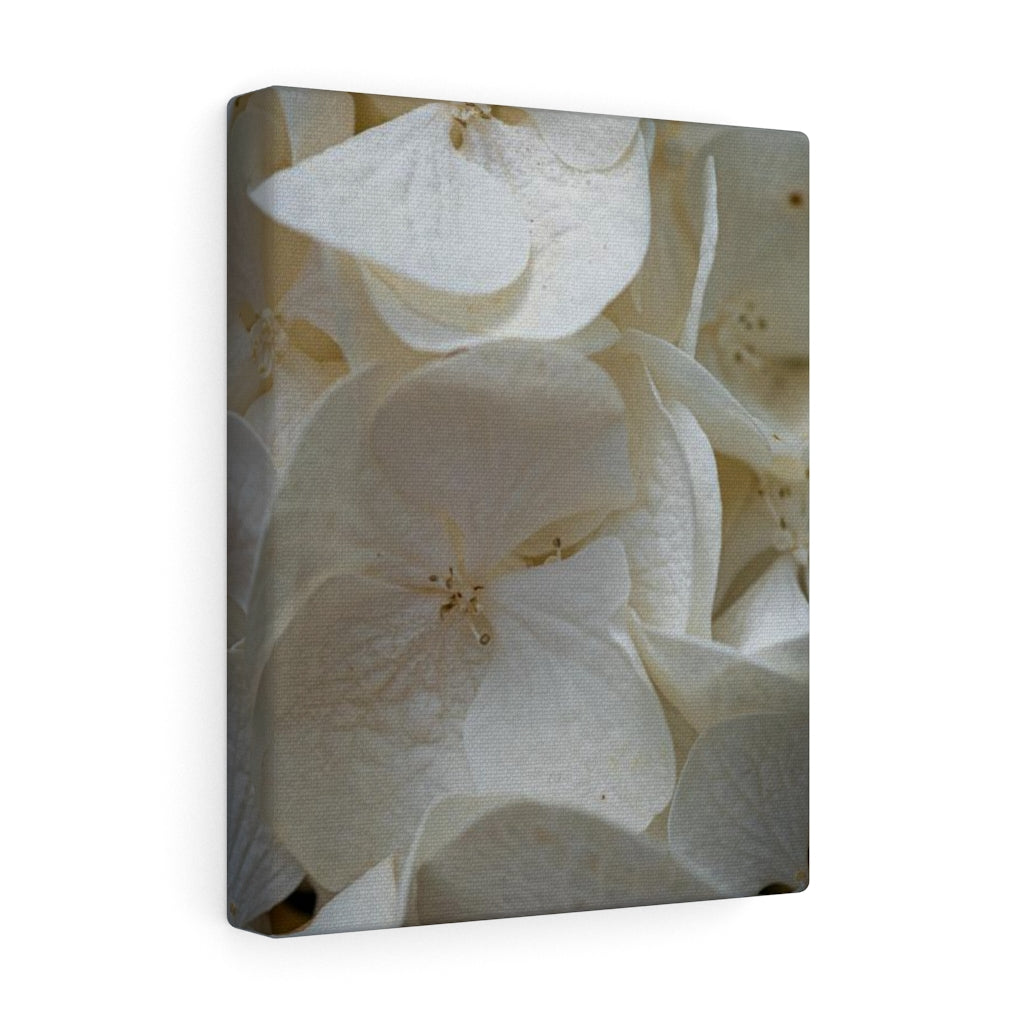 White Hydrangea Detail - Canvas