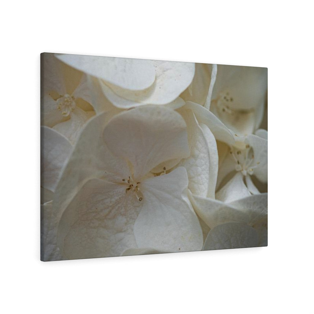 White Hydrangea Detail - Canvas