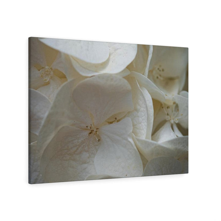 White Hydrangea Detail - Canvas