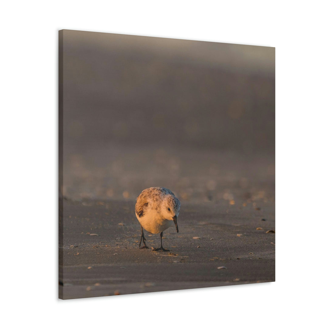 Feeding Sanderling - Canvas