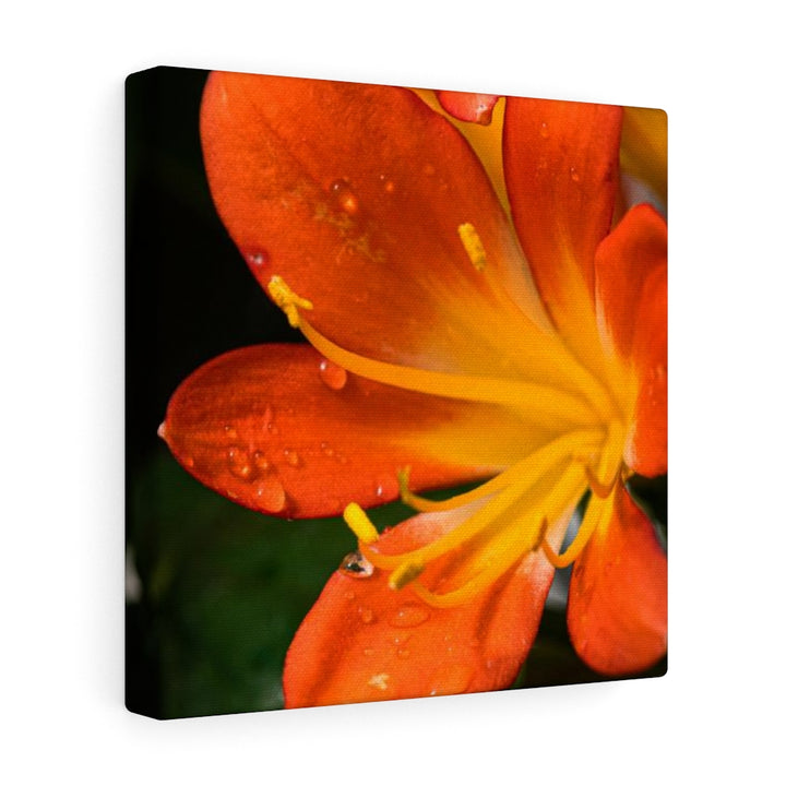 Bright Bush Lily - Canvas